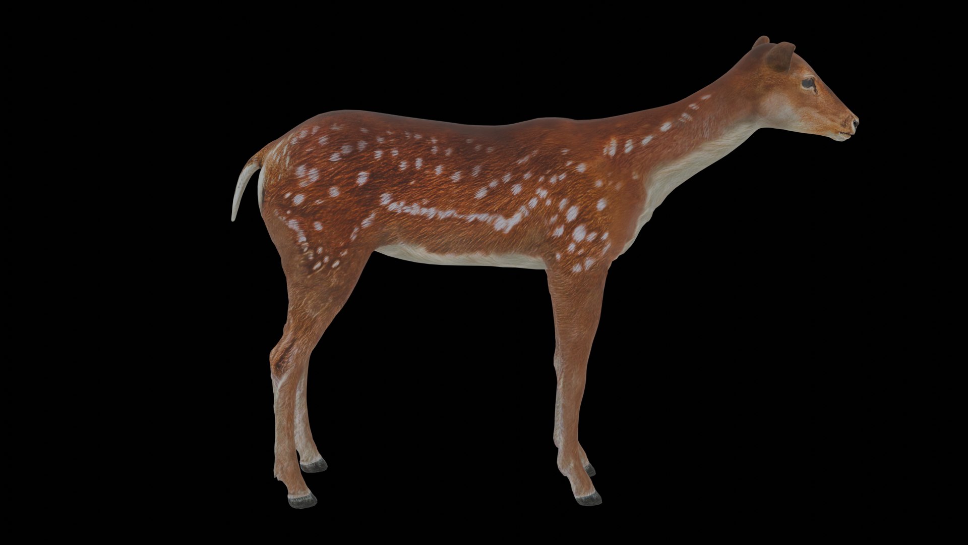 3D Young Fawn Premium Low-poly model https://p.turbosquid.com/ts-thumb/by/0P8V4D/Ri/14/png/1755276189/1920x1080/fit_q87/4e6cf0907372a9fe0d2530dd954a8e5b575e337c/14.jpg