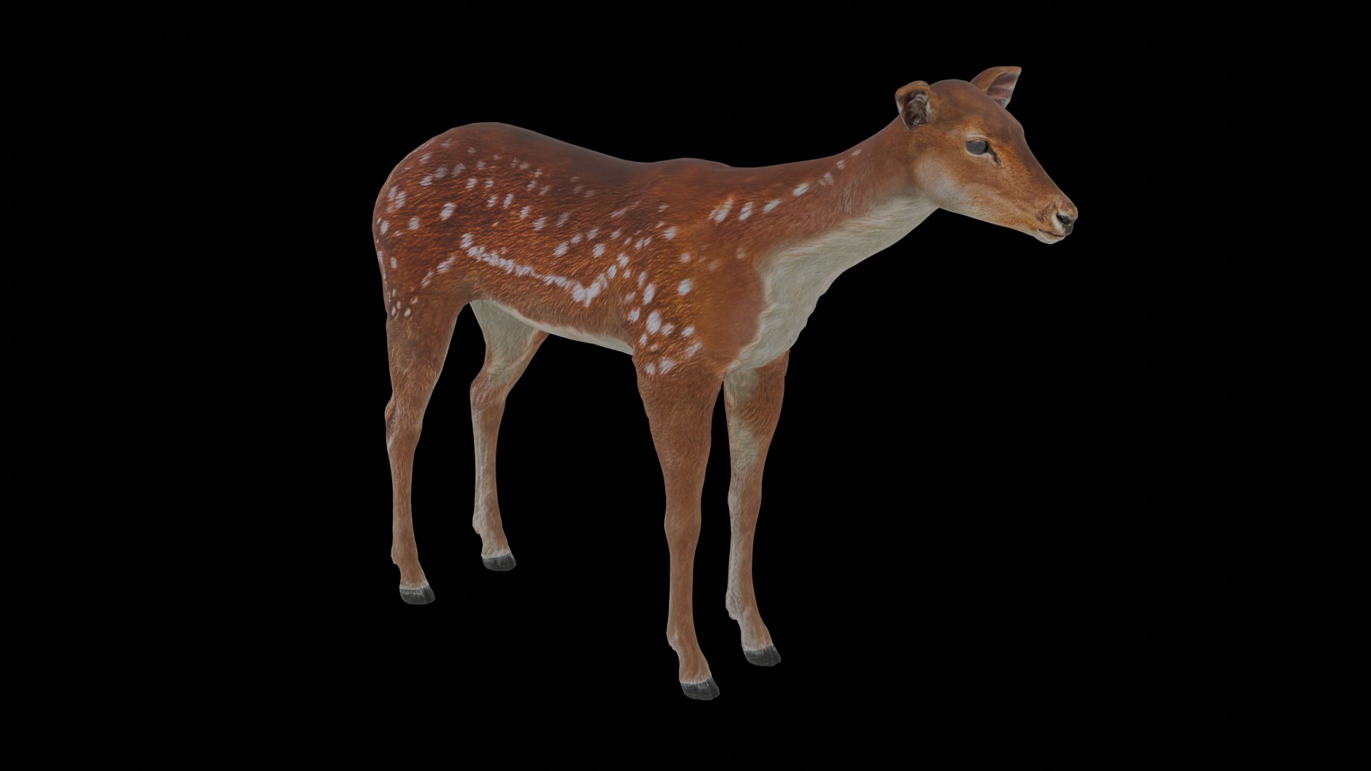 3D Young Fawn Premium Low-poly model https://p.turbosquid.com/ts-thumb/by/0P8V4D/Ua/13/png/1755276188/1920x1080/fit_q87/20440ae31803c30937f4a8bcd756a890fb42f5dc/13.jpg
