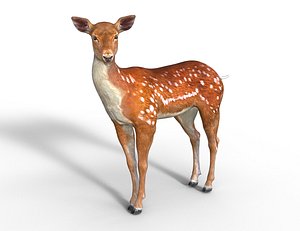 3D Young Fawn Premium Low-poly model
