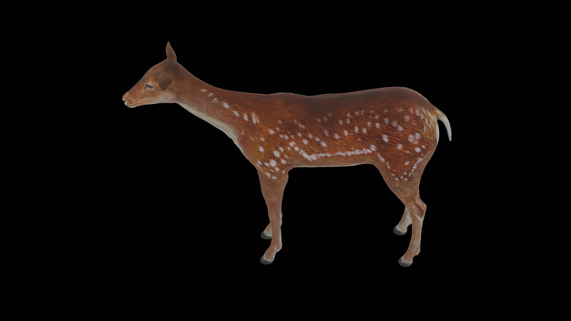 3D Young Fawn Premium Low-poly model https://p.turbosquid.com/ts-thumb/by/0P8V4D/fY/17/png/1755276190/1920x1080/fit_q87/dfa05d7f03bf137ef0fe7161ab3827a6f4d76a4c/17.jpg