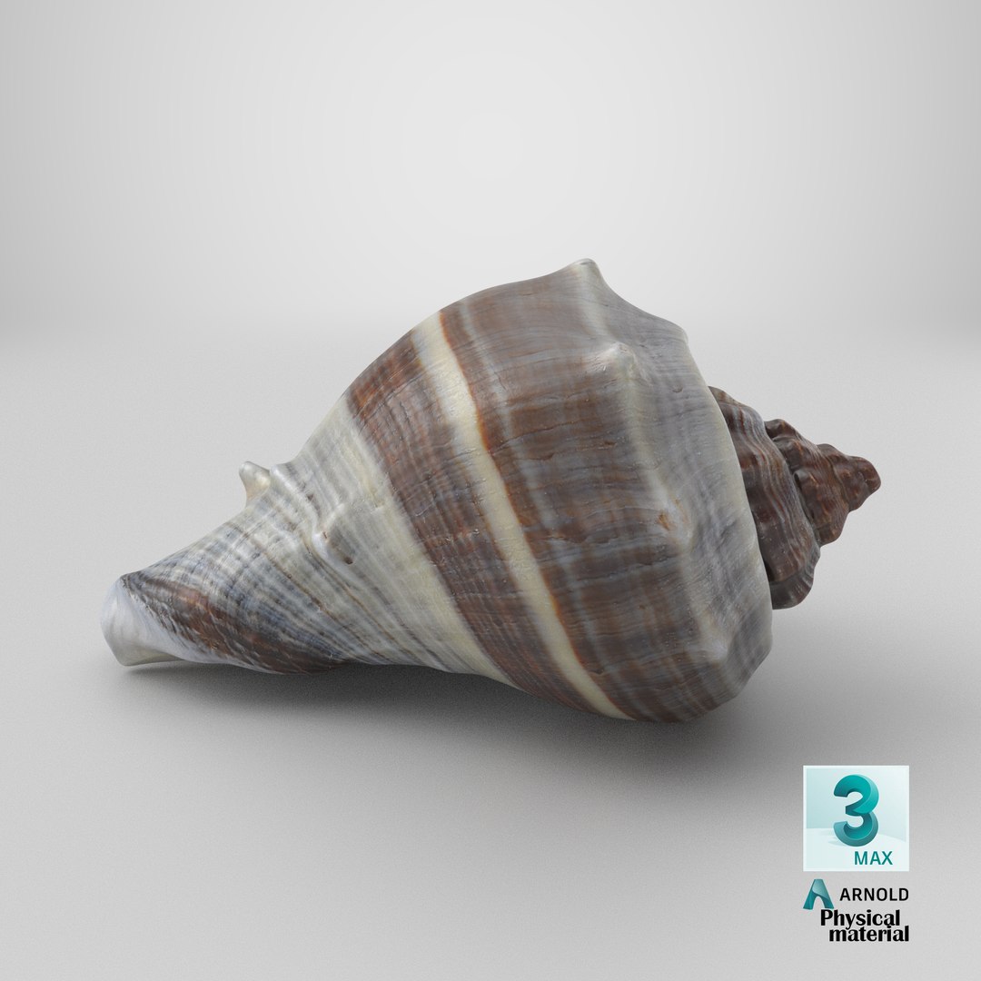 3D Crown Conch - 3D Scanned https://p.turbosquid.com/ts-thumb/by/Ewrd5N/4Z/stemcell_max_physical_render/png/1784125094/1920x1080/fit_q87/b5e1f44d4b5d83d2702fa1cfbeda29606b82cf76/stemcell_max_physical_render.jpg