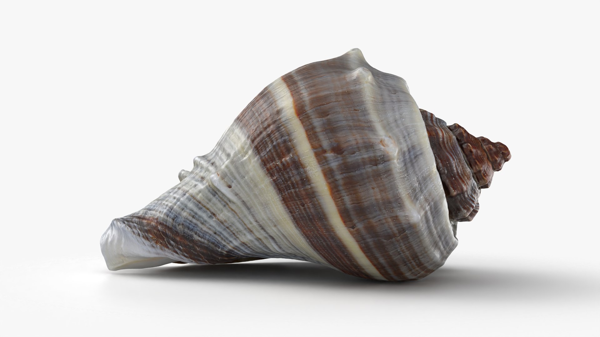 3D Crown Conch - 3D Scanned https://p.turbosquid.com/ts-thumb/by/Ewrd5N/9m/crownconch_0002/png/1783439976/1920x1080/fit_q87/6c4c68d9ae7b98a25af12ce48d9be9a993af93e7/crownconch_0002.jpg
