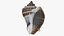 Crown Conch - 3D Scanned