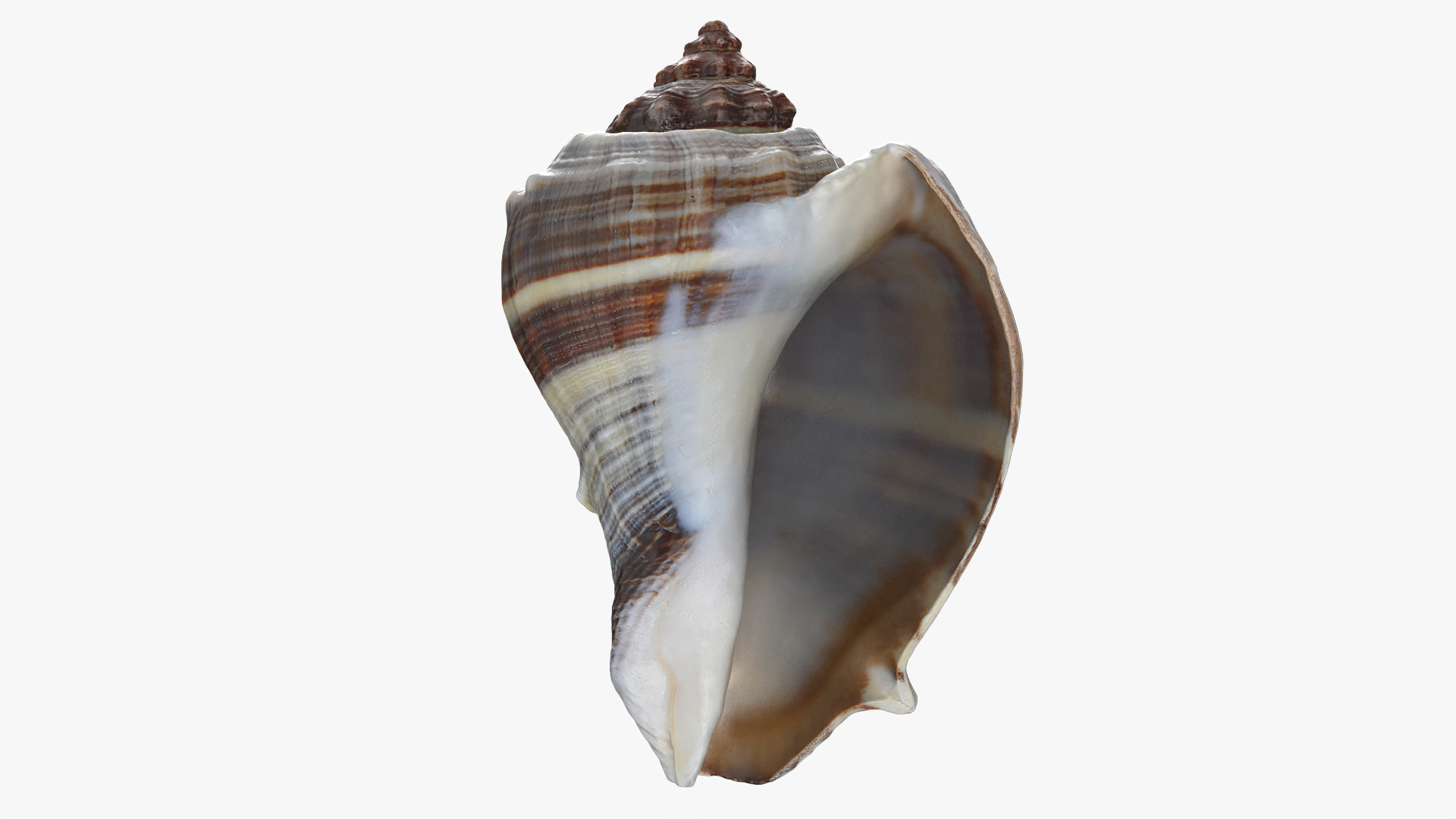 3D Crown Conch - 3D Scanned https://p.turbosquid.com/ts-thumb/by/Ewrd5N/Bq/crownconch/png/1783440001/1920x1080/turn_fit_q99/bb2e7b9f9626d257247c6b25ceb3a8149ab0c789/crownconch-1.jpg