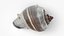 Crown Conch - 3D Scanned