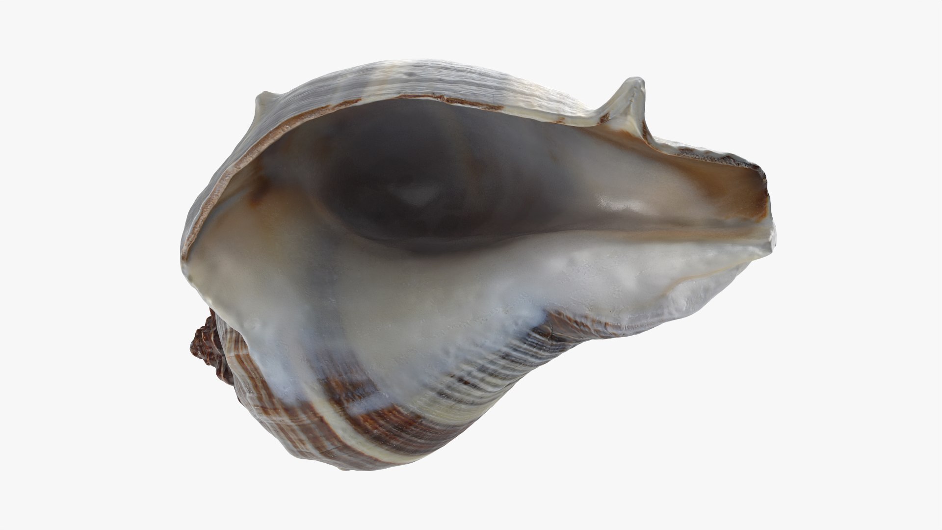 3D Crown Conch - 3D Scanned https://p.turbosquid.com/ts-thumb/by/Ewrd5N/EF/crownconch_0010/png/1783439991/1920x1080/fit_q87/e1010a027fdff16d7f01f459fb6b8f3dd7a115bf/crownconch_0010.jpg