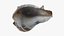 Crown Conch - 3D Scanned