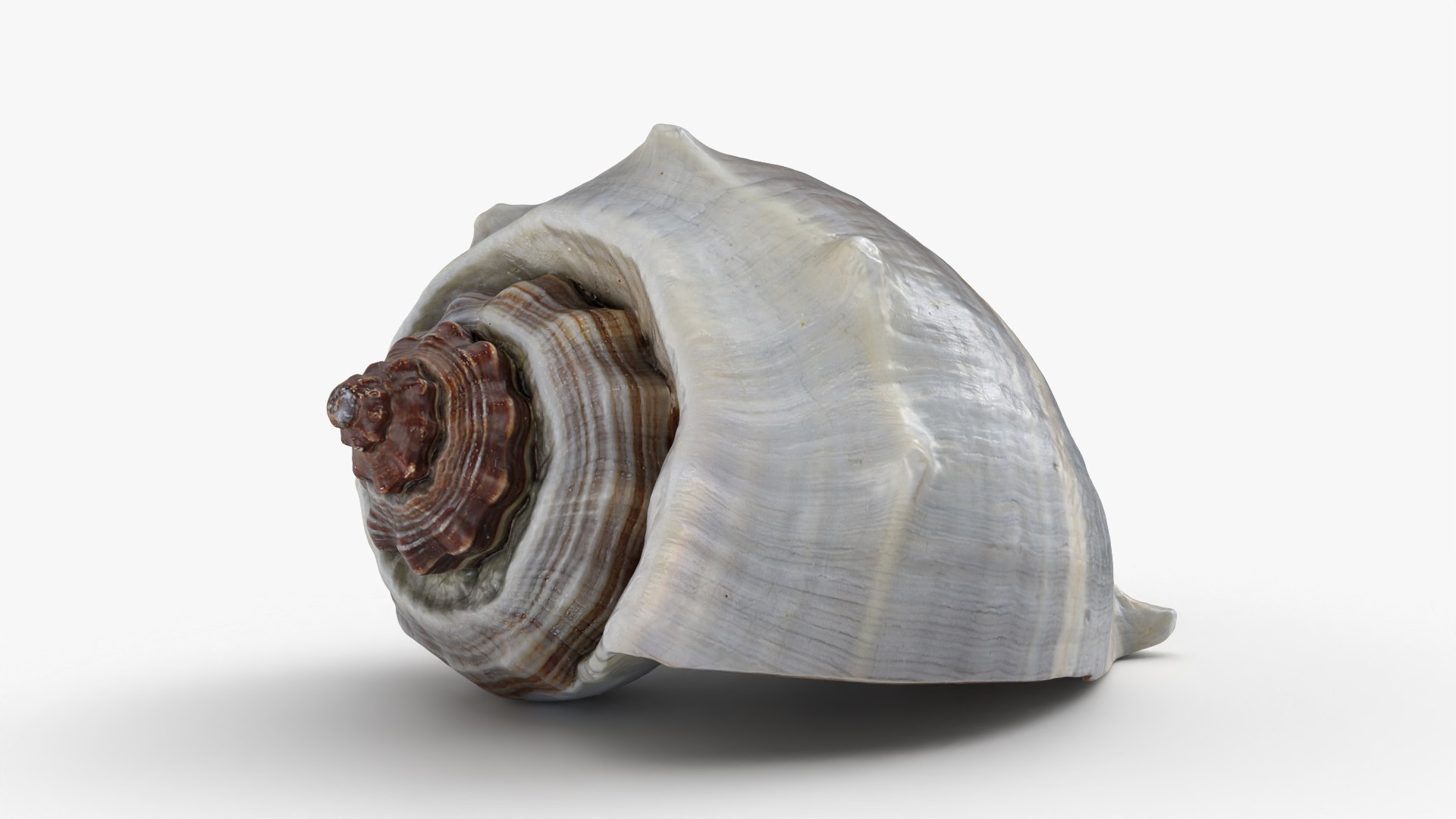 3D Crown Conch - 3D Scanned https://p.turbosquid.com/ts-thumb/by/Ewrd5N/Ej/crownconch_0005/png/1783439982/1920x1080/fit_q87/b7540cf9e2e7a32f43b03abb1b8258c2ff868621/crownconch_0005.jpg