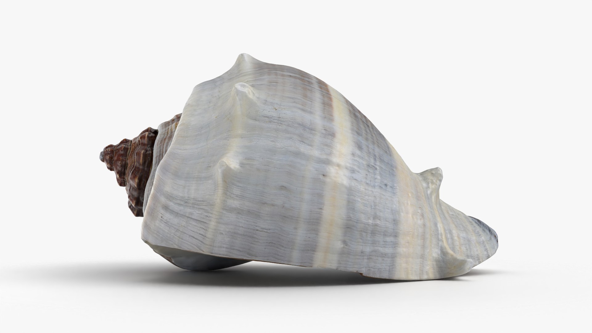 3D Crown Conch - 3D Scanned https://p.turbosquid.com/ts-thumb/by/Ewrd5N/Fa/crownconch_0006/png/1783439980/1920x1080/fit_q87/da8fa938aeae165f98079f39459a216dd7642964/crownconch_0006.jpg