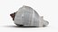 Crown Conch - 3D Scanned