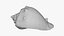 Crown Conch - 3D Scanned