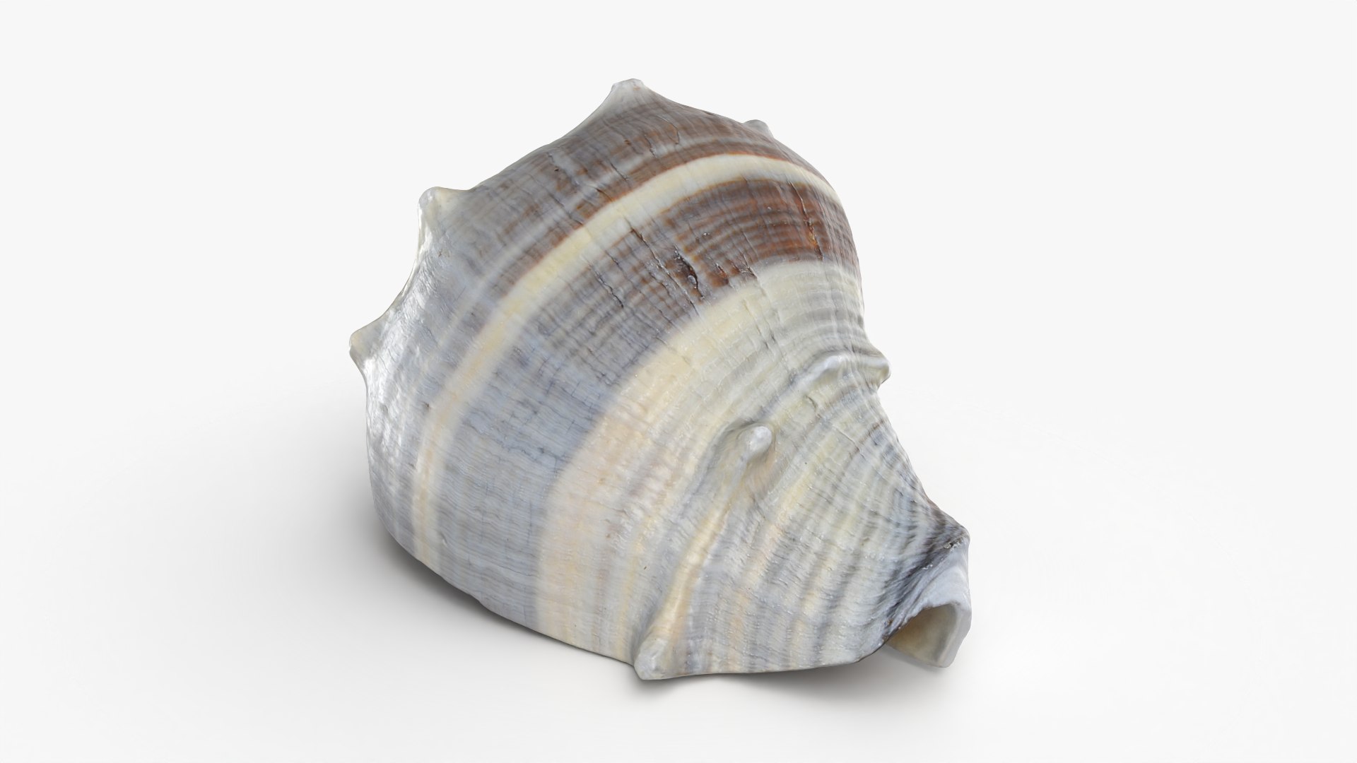 3D Crown Conch - 3D Scanned https://p.turbosquid.com/ts-thumb/by/Ewrd5N/VO/crownconch_0004/png/1783439981/1920x1080/fit_q87/da8ce1bc82975d8ff71156fc47affdd0fc4b3166/crownconch_0004.jpg