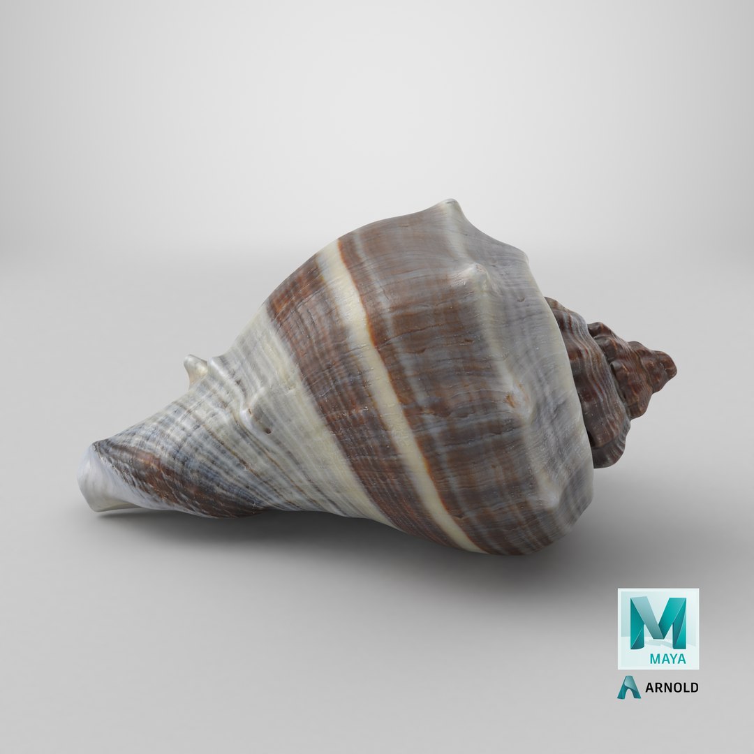 3D Crown Conch - 3D Scanned https://p.turbosquid.com/ts-thumb/by/Ewrd5N/WZ/stemcell_maya_arnold_render/png/1784125083/1920x1080/fit_q87/e5fcfad0145bee72ce5a7e28f46080b8fe3a2ad1/stemcell_maya_arnold_render.jpg