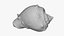 Crown Conch - 3D Scanned