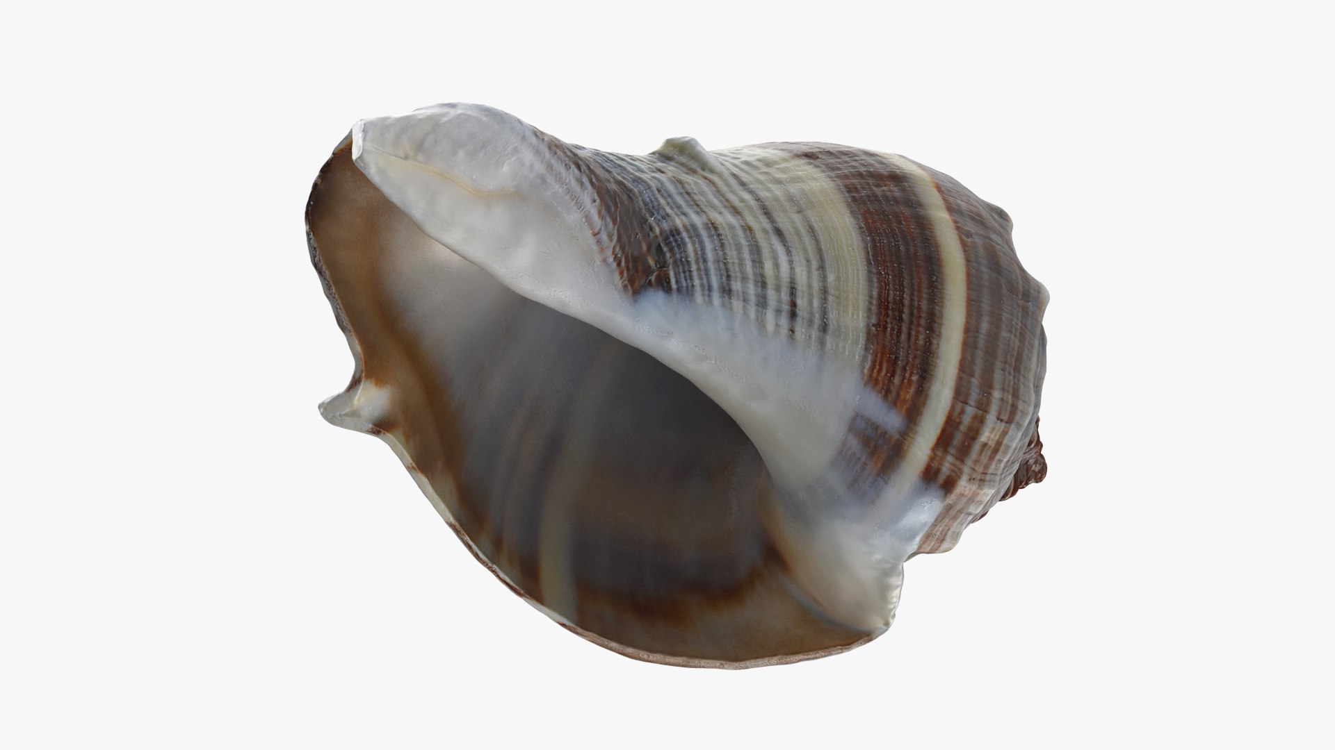 3D Crown Conch - 3D Scanned https://p.turbosquid.com/ts-thumb/by/Ewrd5N/ZG/crownconch_0009/png/1783439990/1920x1080/fit_q87/2c4bed392b2d4014cb82446e27a7e370aa454d21/crownconch_0009.jpg