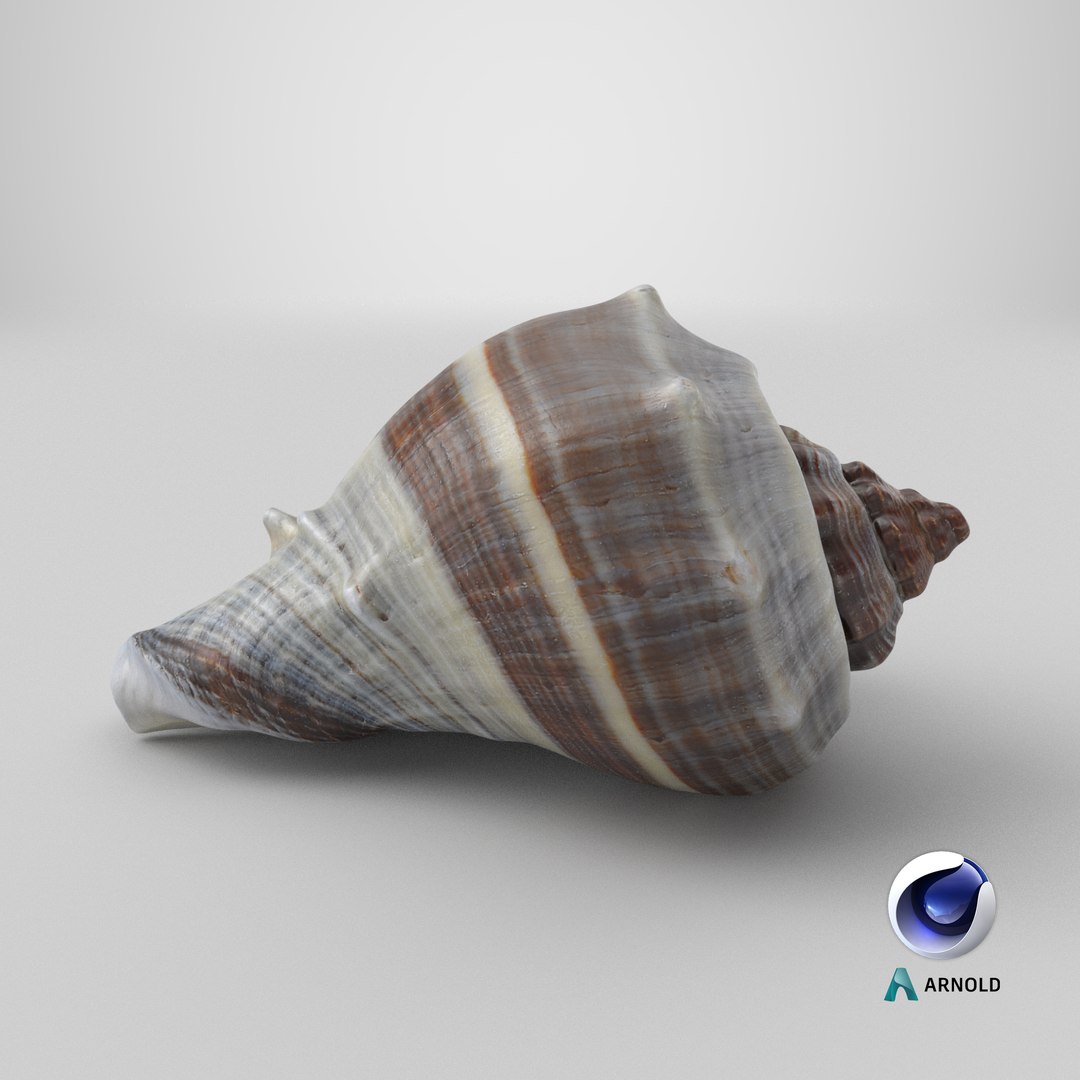 3D Crown Conch - 3D Scanned https://p.turbosquid.com/ts-thumb/by/Ewrd5N/hE/stemcell_cinema_4d_arnold_render/png/1784125087/1920x1080/fit_q87/ecd39f57d8c85542ef8d178cf5962d3110fdaa51/stemcell_cinema_4d_arnold_render.jpg
