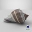 Crown Conch - 3D Scanned