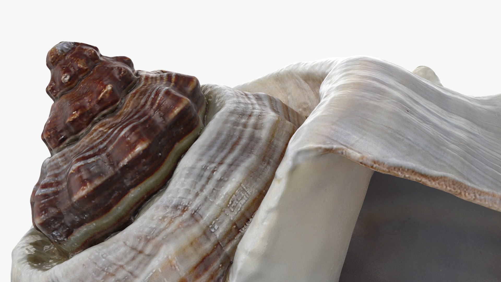3D Crown Conch - 3D Scanned https://p.turbosquid.com/ts-thumb/by/Ewrd5N/hx/crownconch_0011/png/1783439997/1920x1080/fit_q87/80623d7a828ceaa0588cc7ccfc664a989cf2e307/crownconch_0011.jpg