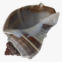 Crown Conch - 3D Scanned