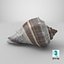 Crown Conch - 3D Scanned