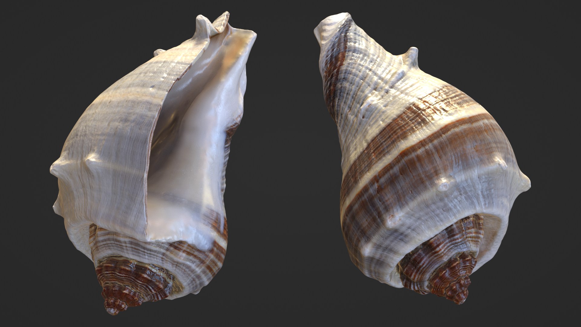 3D Crown Conch - 3D Scanned https://p.turbosquid.com/ts-thumb/by/Ewrd5N/of/crownconch_0001c/png/1783439967/1920x1080/fit_q87/30233a7bb1cbd8ac337fce307f20d84fdc4d357e/crownconch_0001c.jpg