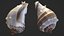 Crown Conch - 3D Scanned