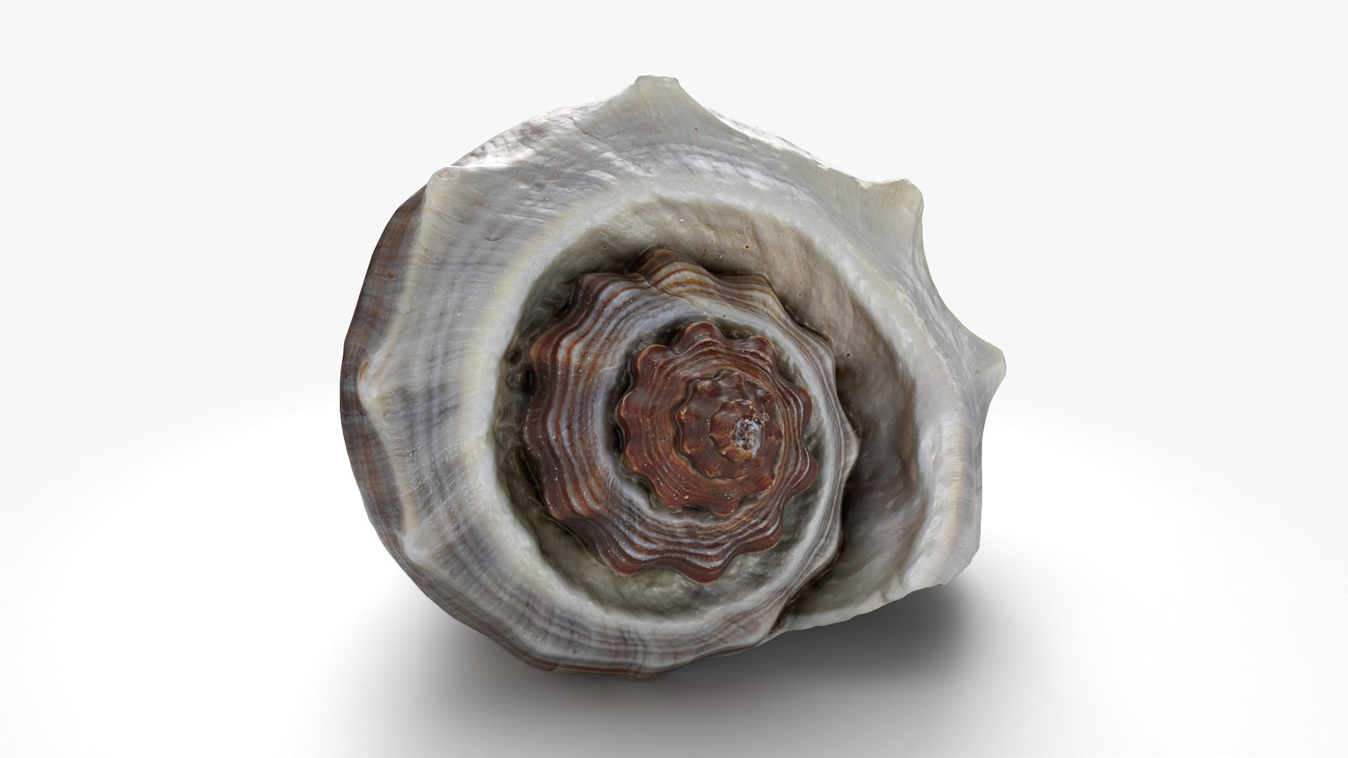 3D Crown Conch - 3D Scanned https://p.turbosquid.com/ts-thumb/by/Ewrd5N/pg/crownconch_0003/png/1783439975/1920x1080/fit_q87/b9bb50f517a69503951ec067fcc4227c29bba878/crownconch_0003.jpg