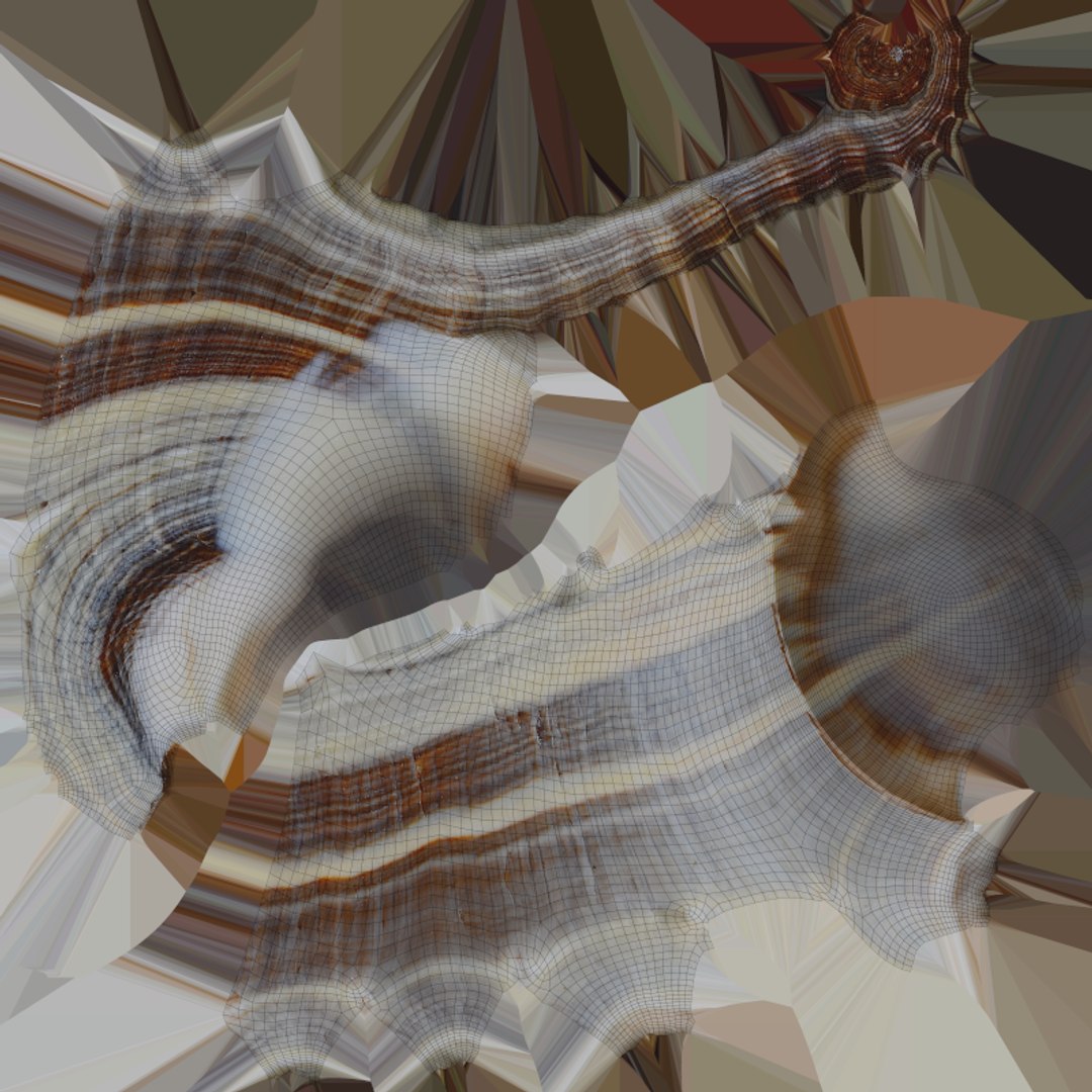 3D Crown Conch - 3D Scanned https://p.turbosquid.com/ts-thumb/by/Ewrd5N/qF/crownconch_e0004/png/1783439998/1920x1080/fit_q87/90f62d239ceac3b34079465133bac014e3e55c33/crownconch_e0004.jpg