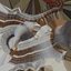 Crown Conch - 3D Scanned