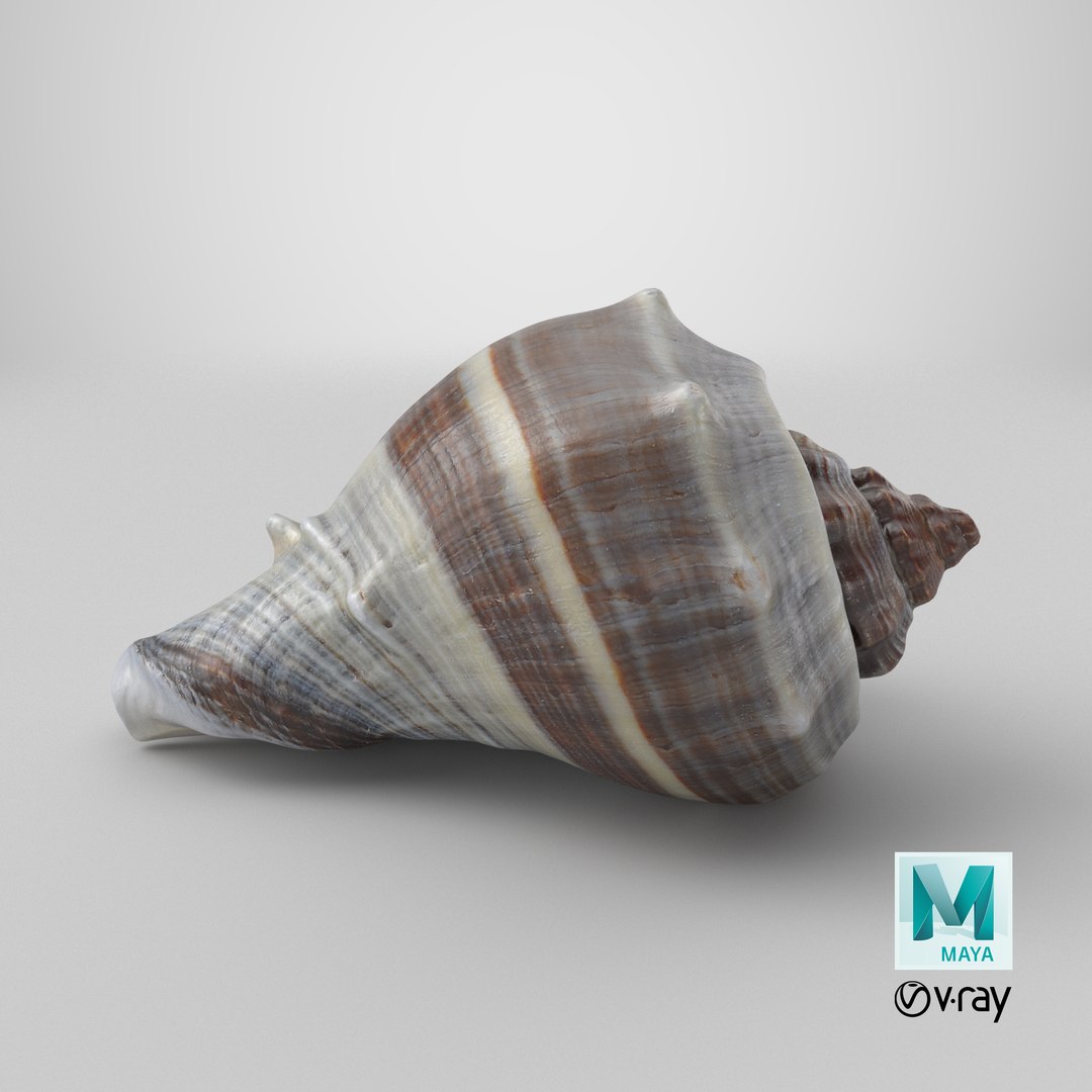 3D Crown Conch - 3D Scanned https://p.turbosquid.com/ts-thumb/by/Ewrd5N/rN/stemcell_maya_vray_render/png/1784125085/1920x1080/fit_q87/0703df0de083d75c1861f90b7396dbadc7d93da2/stemcell_maya_vray_render.jpg