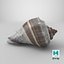 Crown Conch - 3D Scanned
