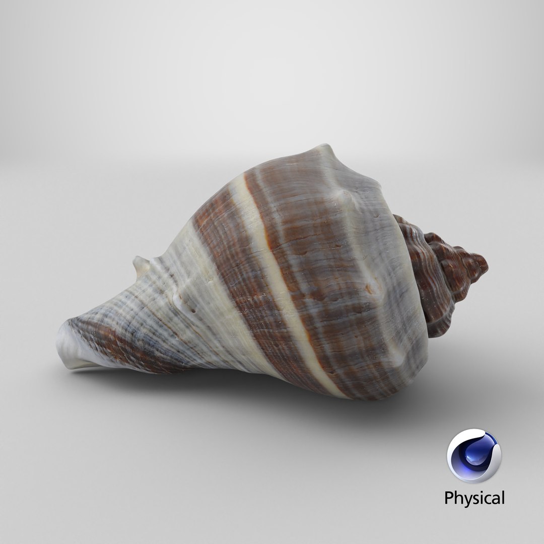 3D Crown Conch - 3D Scanned https://p.turbosquid.com/ts-thumb/by/Ewrd5N/s2/stemcell_cinema_4d_physical_render/png/1784125089/1920x1080/fit_q87/84a36ecacc7750748f18bac6acab6af63731ad70/stemcell_cinema_4d_physical_render.jpg