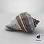 Crown Conch - 3D Scanned