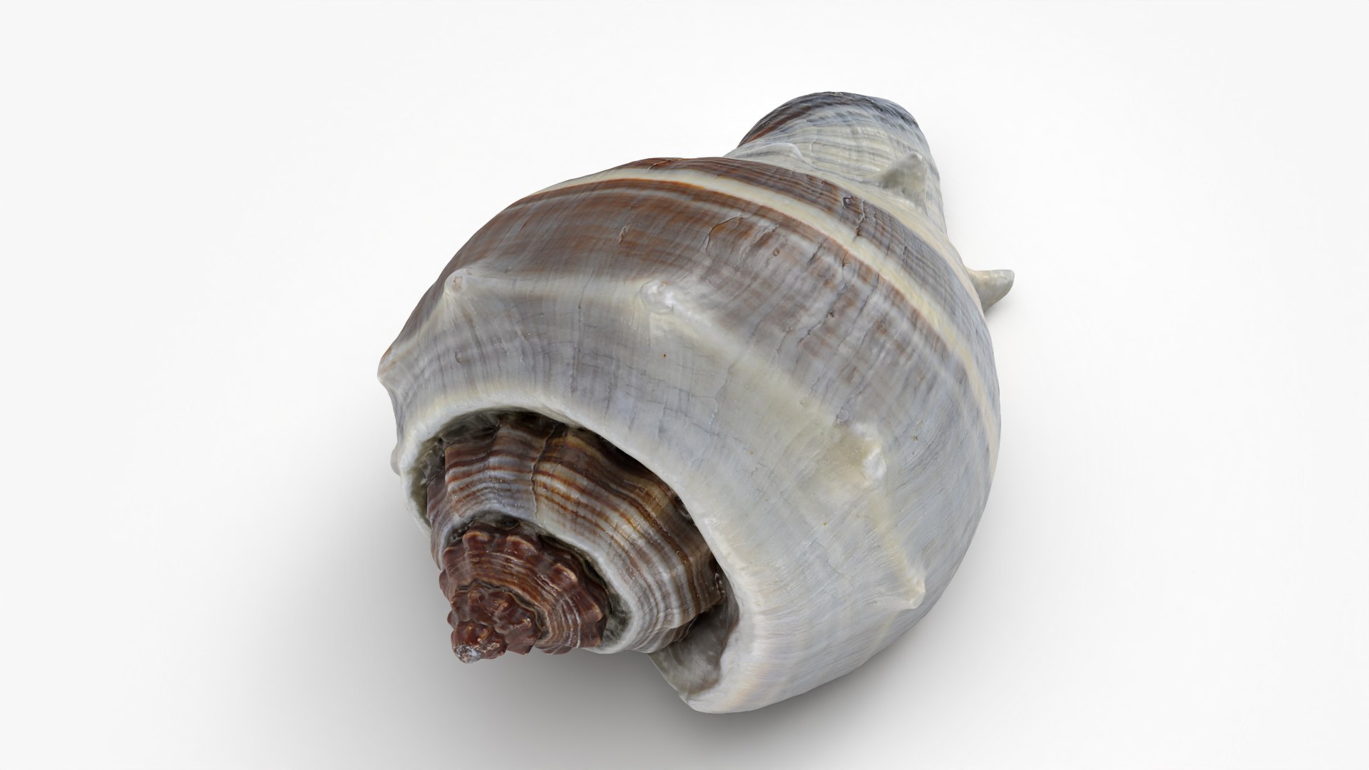 3D Crown Conch - 3D Scanned https://p.turbosquid.com/ts-thumb/by/Ewrd5N/sq/crownconch_0008/png/1783439988/1920x1080/fit_q87/4adafad1fb5680fd9f580188245bd32b1fe57c2a/crownconch_0008.jpg
