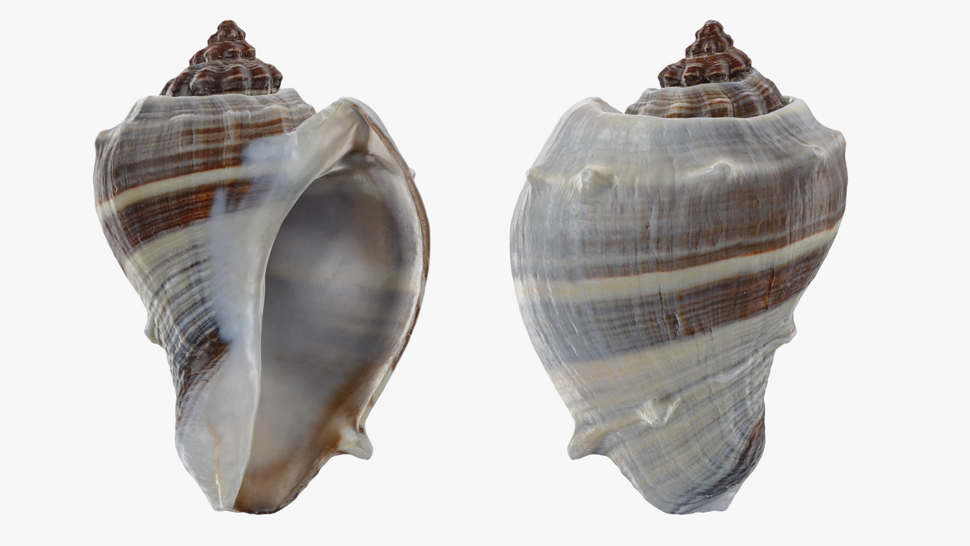 3D Crown Conch - 3D Scanned https://p.turbosquid.com/ts-thumb/by/Ewrd5N/zW/crownconch_0001b/png/1783439969/1920x1080/fit_q87/b2b06fde613f4a759e2395630b6e94257a25479d/crownconch_0001b.jpg