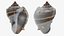 Crown Conch - 3D Scanned