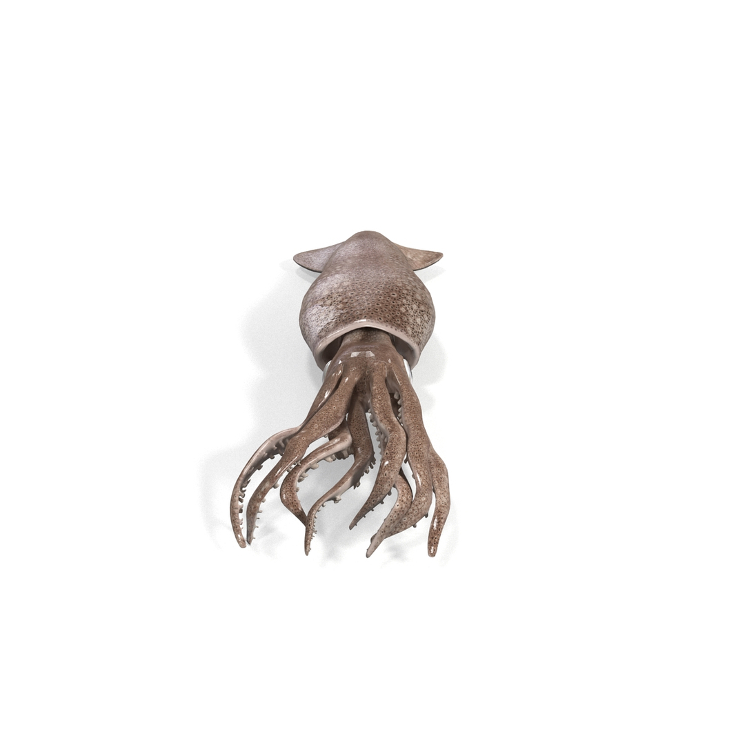 Fresh Squid 3d Model