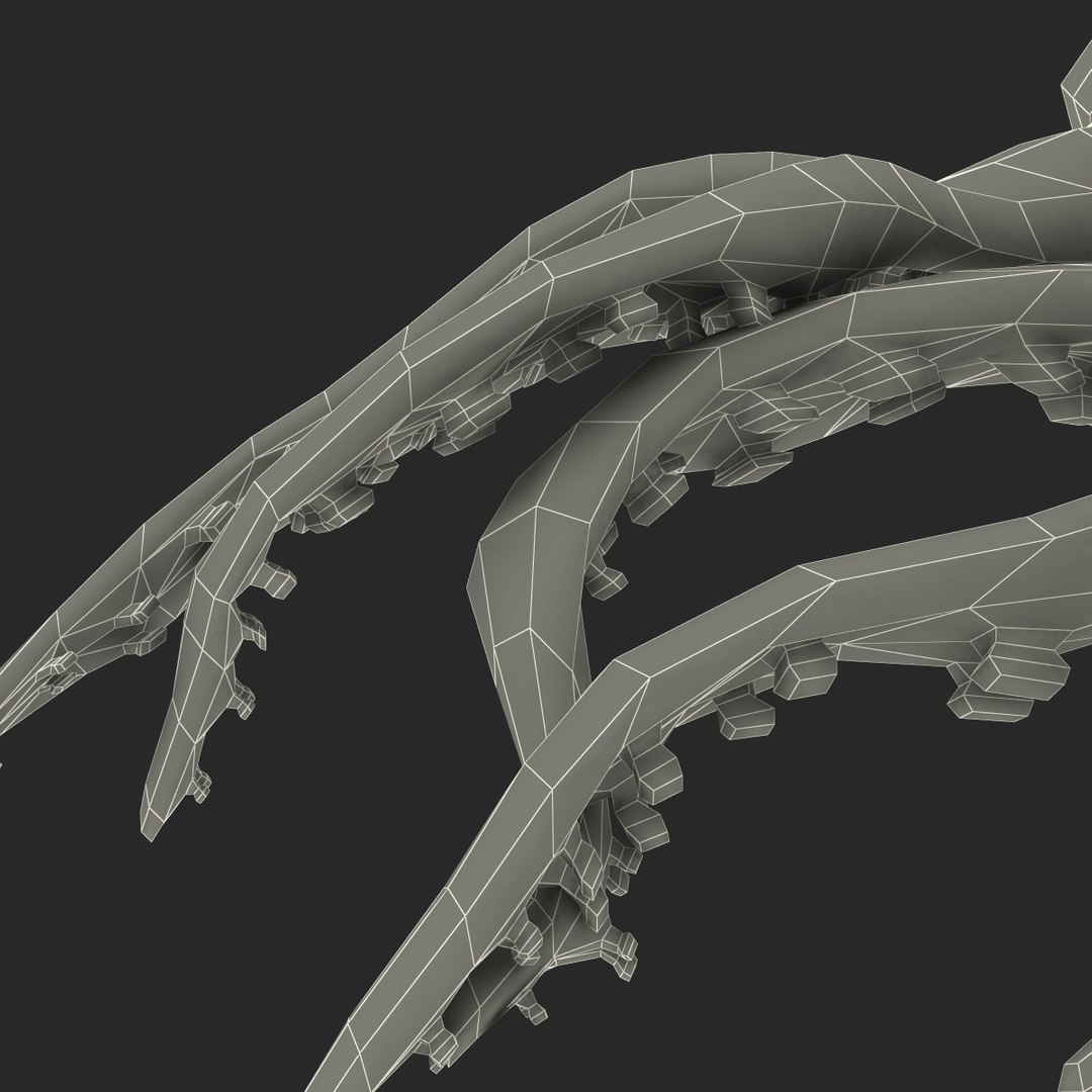 Fresh Squid 3d Model