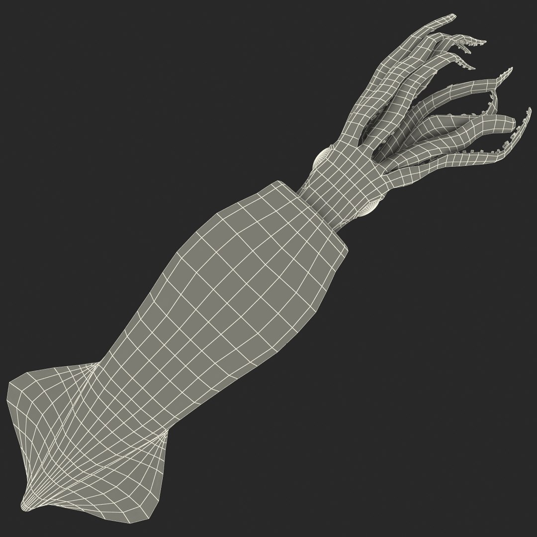 fresh squid 3d model
