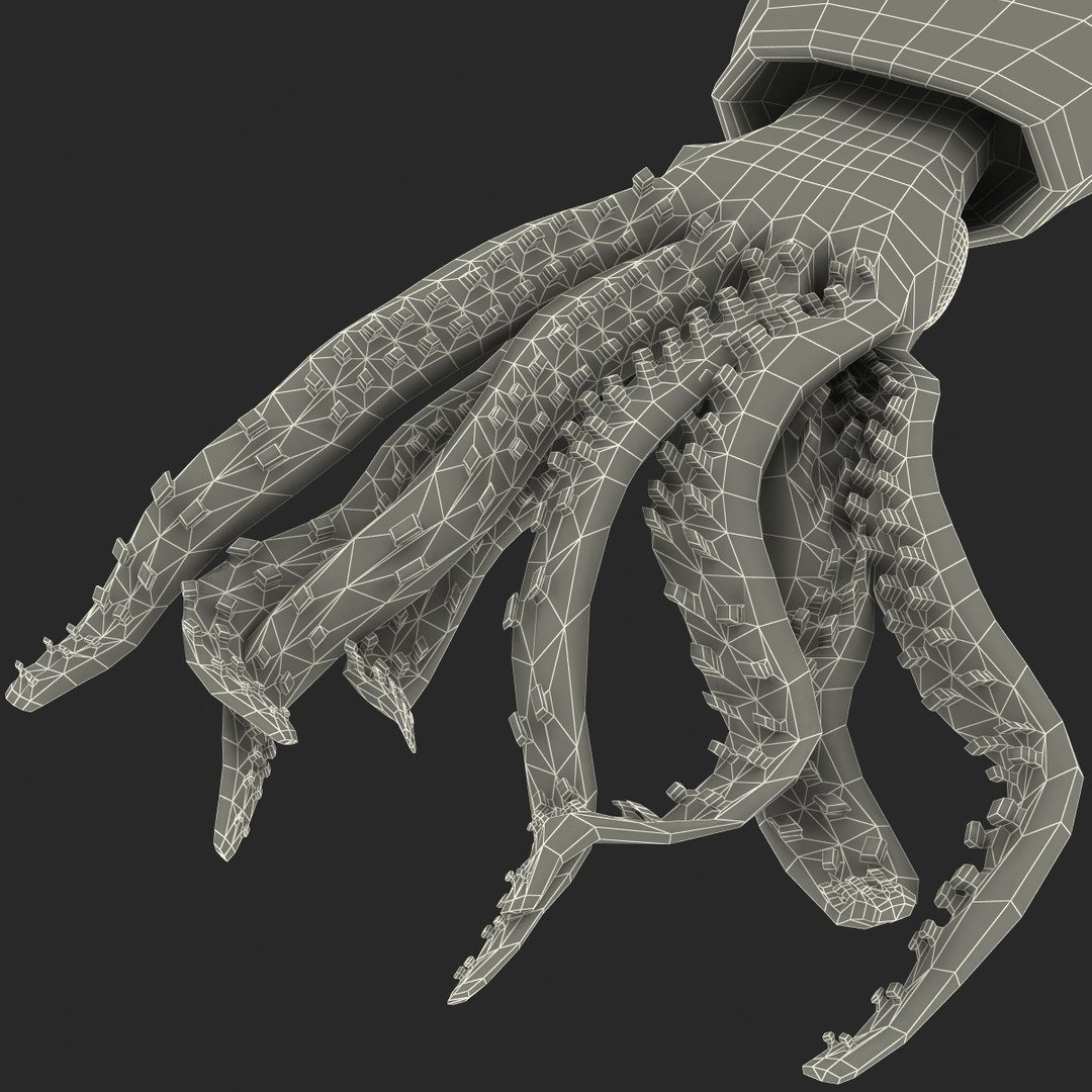 fresh squid 3d model