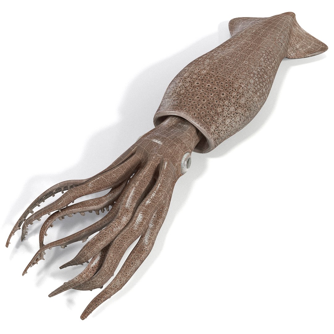 Fresh Squid 3d Model
