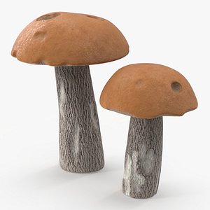 Brown Cap Boletus