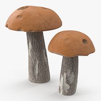 Brown Cap Boletus