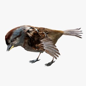 3D americanSparrow 3D model