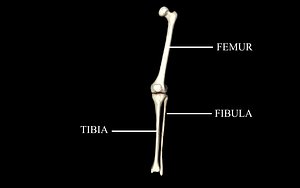 3ds medically knee joint femur
