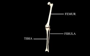 Knee Joint - Femur, tibia, fibula 3d Models