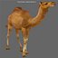 3ds max camel 01