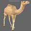 3ds max camel 01