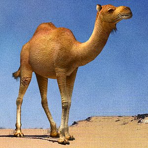 3ds max camel 01