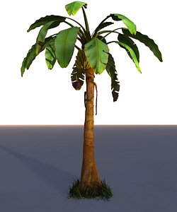banana tree palm max